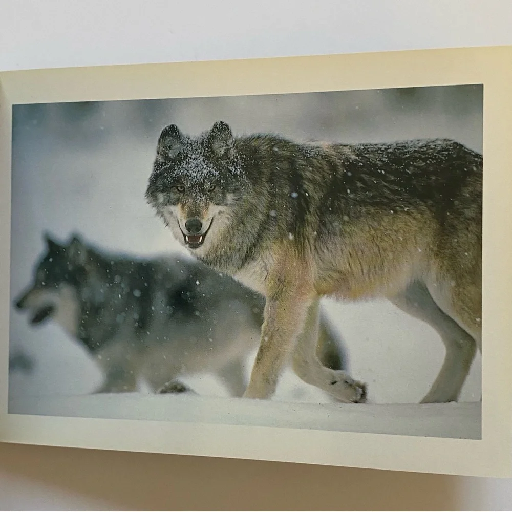 Wolves Postcard Collection Vintage 1990 International Wild Center Set Of  Pics